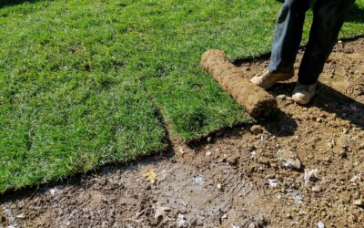 Benefits of Choosing Sod Over Seed for Instant Lawns